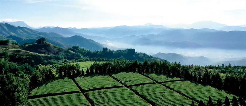 Zhongmin Wei's Tea Estate: A Picturesque and Poetic Landscape-3