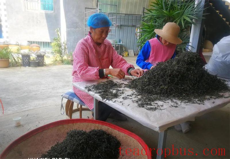 A Walk in the Tea Region of Tianba · Sanhe Society, Yiwu Village, Mengla County, Xishuangbanna Dai Autonomous Prefecture-8