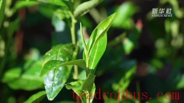 Zhejiang Huzhou: Battling the Heatwave; Smart Irrigation Ensures Tea Fields Stay Hydrated-2