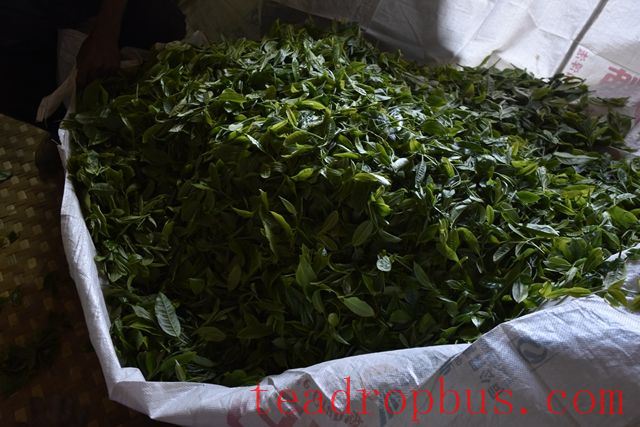 The Purpose of Fixation in Pu'er Tea-1