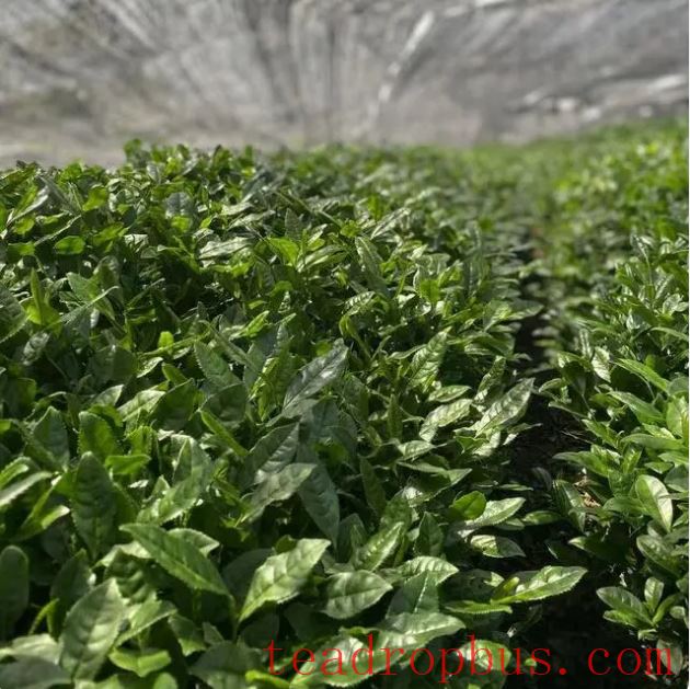 He Pioneers a New Paradigm for Tea with the Chinese Matcha Origin's Tea Varieties-2