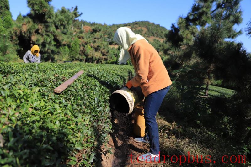 The Application Potential of Agricultural and Forest Soil Carbon Sequestration and Emission Reduction Technologies in Tea Cultivation-4