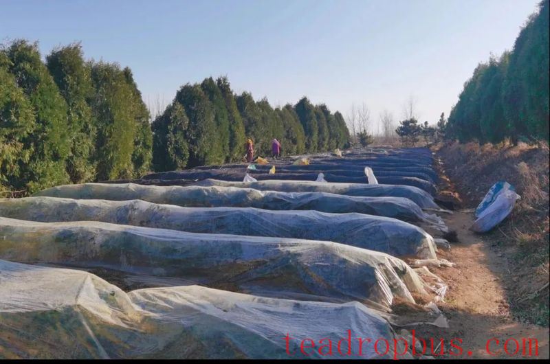 Qingdao Haiqing Tea 2025 Spring Tea Garden Management Technical Guidance-3
