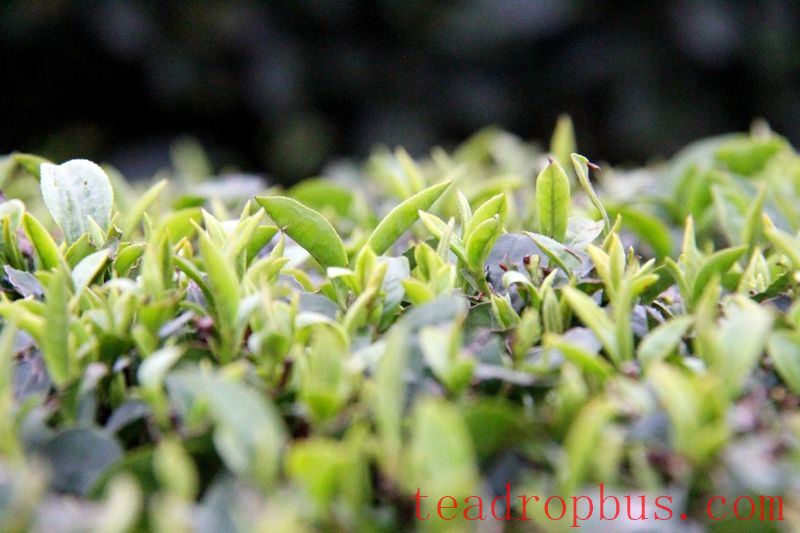 The Millennium Tea Land — Gao County-9