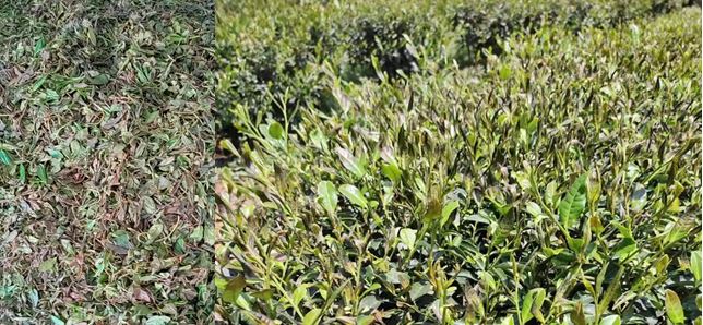 Countermeasures for Frost Damage in Guizhou's Spring Tea Gardens in 2025-7