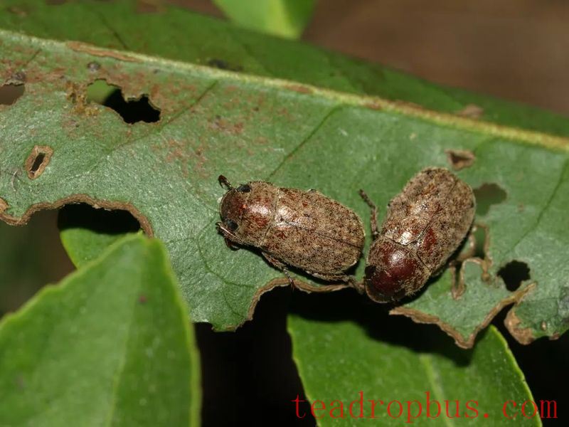Identification and Control of the Chinese Adoretus Beetle in Tea Gardens-1