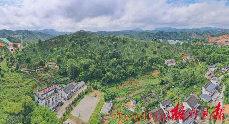 Quality Standards Dual Drive Empowers the Development of the Liubao Tea Industry: Wuzhou City Deepens the Implementation of the 