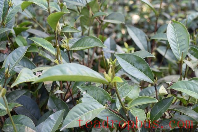 Typhoon Aftermath: Flood Recovery and Disaster Mitigation Techniques for Tea Gardens-1