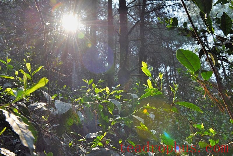 Changning's Heavenly Mountain Scenic Beauty, Pine Forests and Tea Fragrance-2