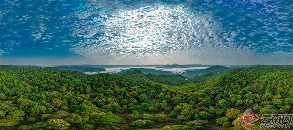 Wind Rises in the Forest, Tea Aroma Spreads Far and Wide-2