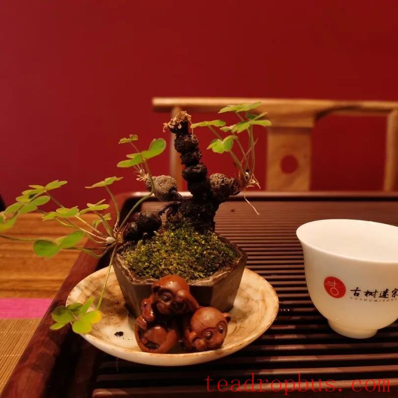 Gaiwan – The Gateway to Tea Artistry-3