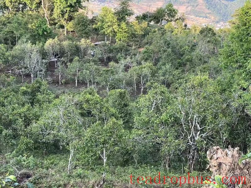 Busy Tea-Picking in Spring in Lancang; Manglang Town's Ancient Tea Trees Fragrant-1