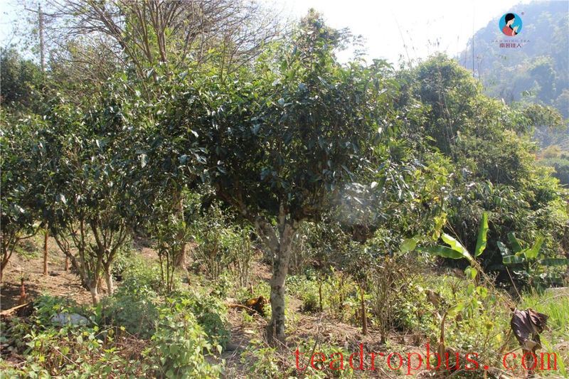 Those Lesser-Known Tea Mountains Quietly Coveted by Tea Aficionados Every Year!-4