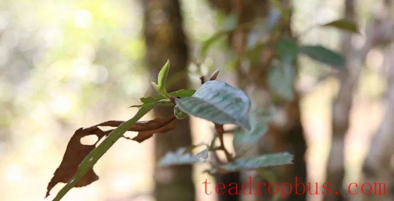 Lao Xu on Tea: The tea trees by the roadside in Pasha Zhongzhai are doing well, and the ancient tea trees in the tea garden have just sprouted!-5