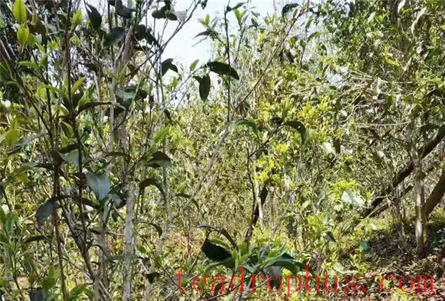 Where is the Yiwu Tea Region?-2