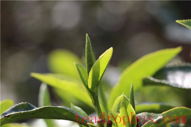 Start of Spring: How to Enjoy Tea for Health!-1