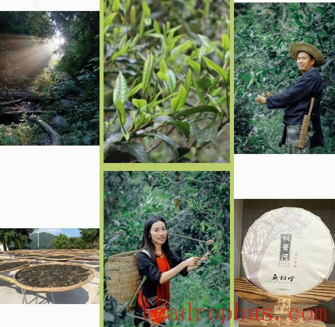 To the Yao District, Yao Ethnic Township: Savoring Spring Tea at 