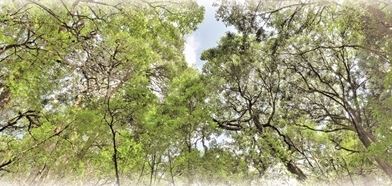 Tian Tang Mountain in Changning County: Exploring Wild Tea Trees-2