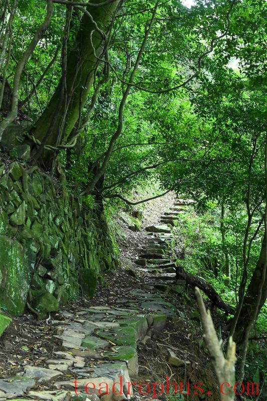 Wei Yin Tea Estate: Zen in the Aroma of Tea-4