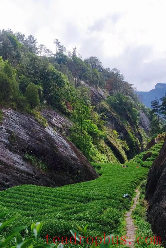 Wuyi Rock Tea, endowed with the essence of mountain and river, possesses the charm of rock and floral fragrance.-2