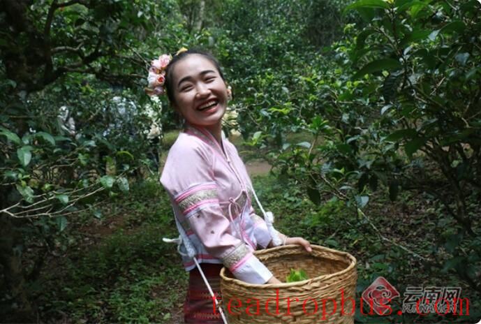 Jingmai Mountain's Faith in the 