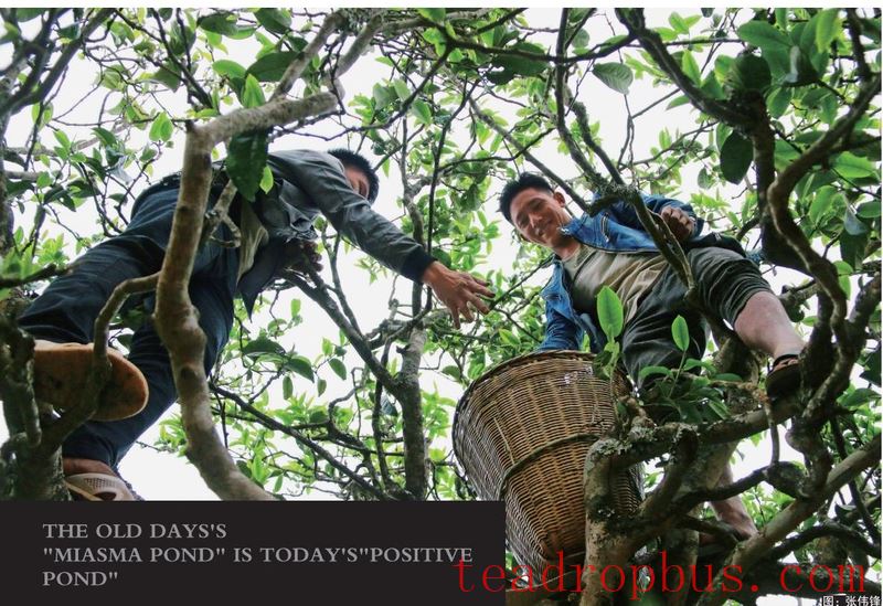 Zhangqitang of Yore, Zhengqitang Today-1