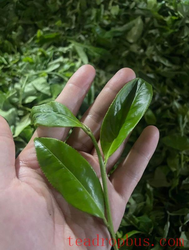 Why Do 90% of Pu'er Tea Enthusiasts Store Yiwu Tea?-6