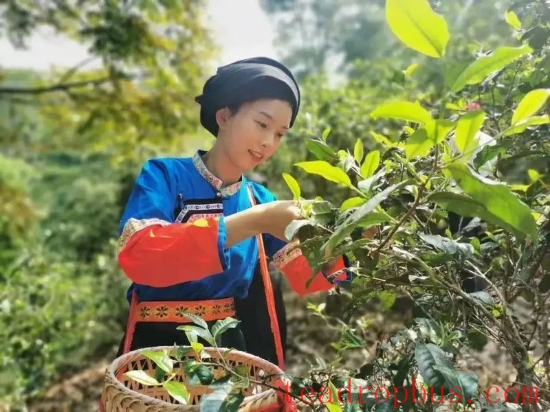Mengla Tea - Tribute Tea Flavor: The Watershed Cave in the Ancient Six Great Tea Mountains of Pu'er, Mansa Tea Mountain-3