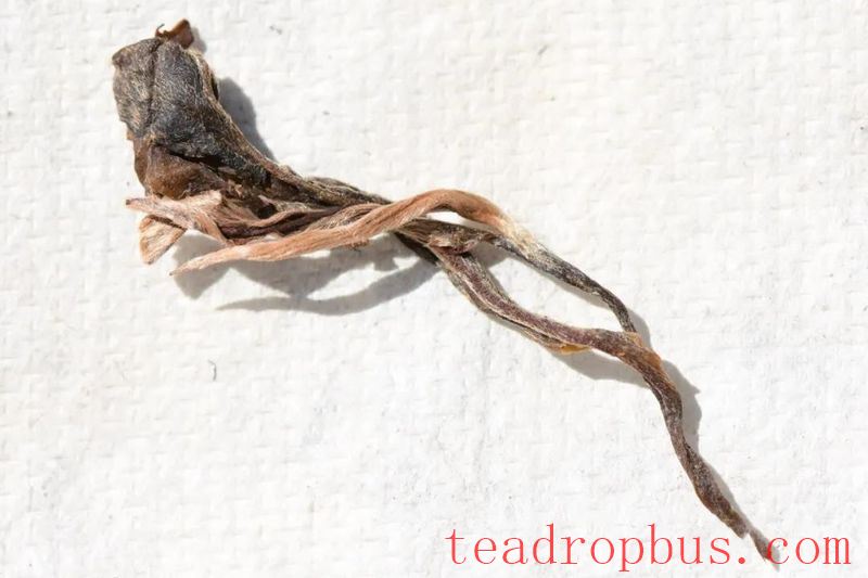 Cainong Tea: Appreciating Pu'er - The Beauty of Pu'er Tea, Part One-6