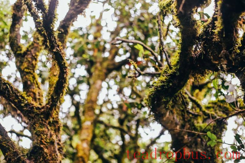 What are the differences and characteristics of Pu'er tea from different mountains?-4