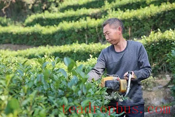Application and Development of Physical Control Techniques in Tea Gardens-2