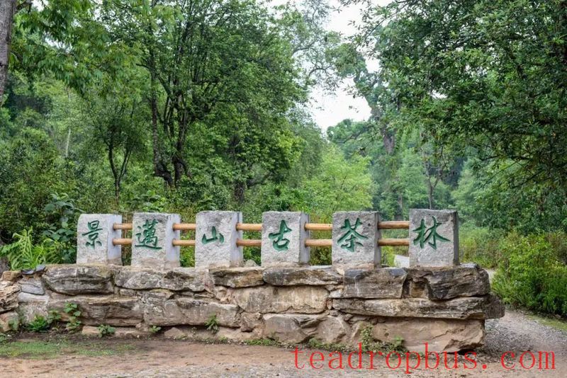 Jingmai Mountain, the Secret Hiding Place of a Thousand-Year Tea Aroma!-3