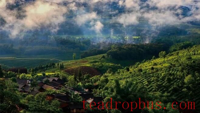 Sweet Mountain Ridges and the Fragrant Jingmai — World Heritage: The Ancient Tea Forest Cultural Landscape of Pu'er Jingmai Mountain-1