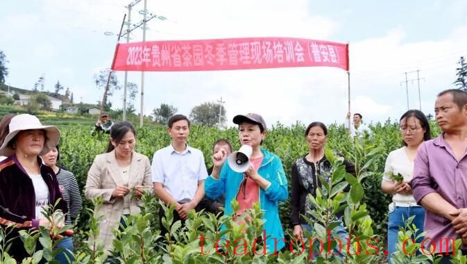 2025 Winter Management Field Training for Guizhou Tea Gardens Held in Pu'an County-1