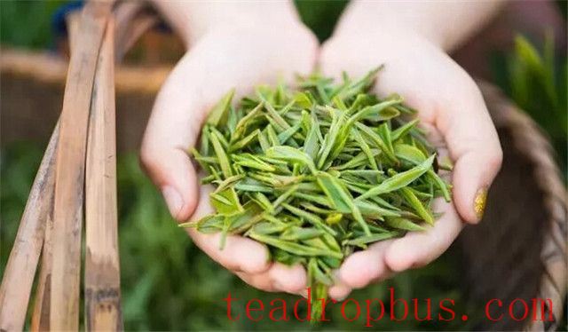 Six Types of Tea Have Different Properties: Choose the Right One for Good Health-1