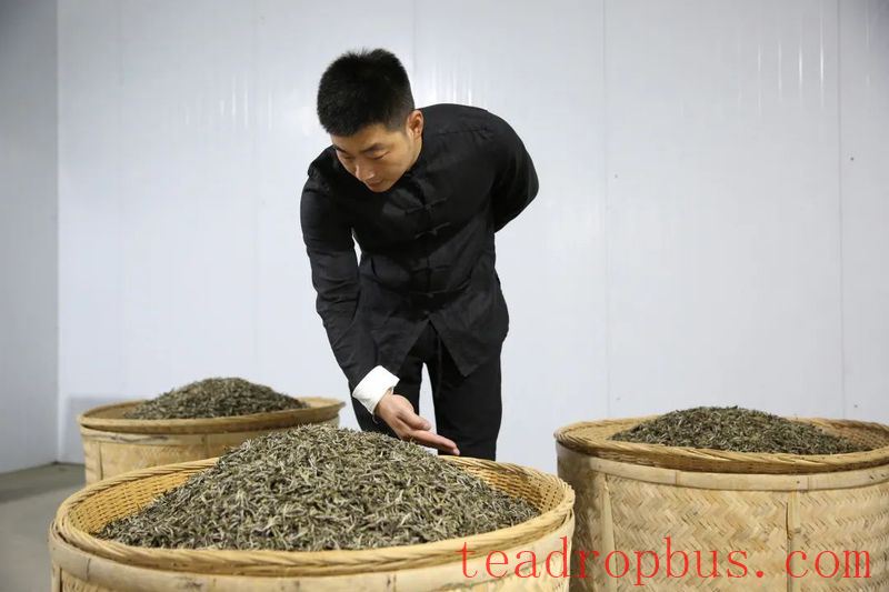 Processing Equipment: Effects of Electric and Charcoal Drying on the Quality of Fuding White Tea-3