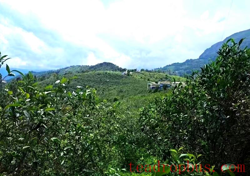 One Mountain, One Flavor: Lincang Tea - Yongde County: A Symphony of Flavors in a Warm and Nourishing Mangfei-2