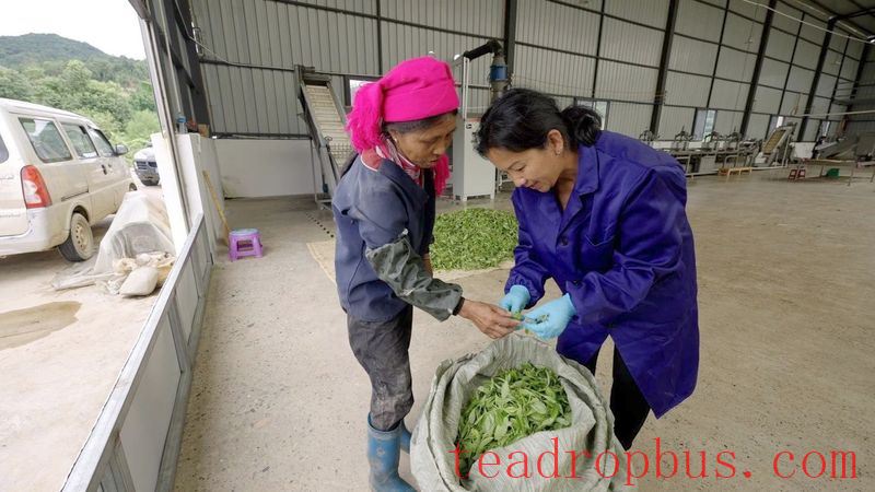 Pinghe Town, Luchun: Promoting High-Quality Development of the Tea Industry, Tea Farmers Embrace a 'Golden Career'-8