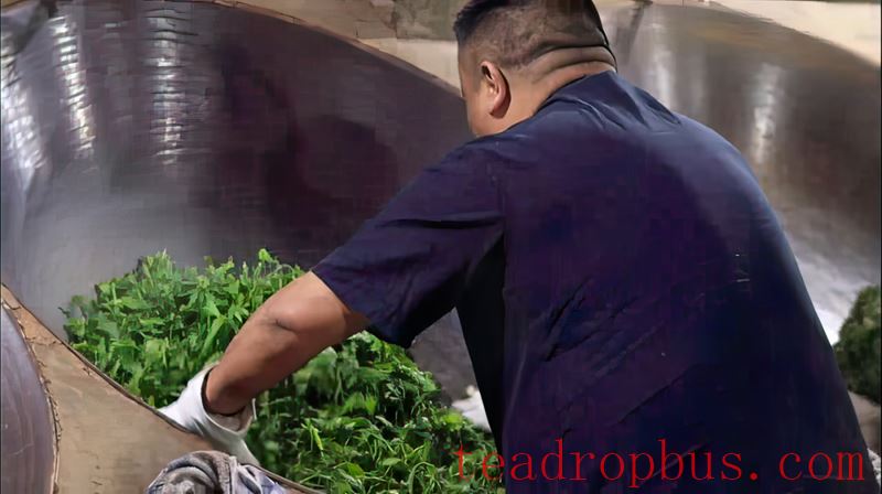 Tea Chronicles Malipo Series (Part 3): Malipo Tea - Bearing a Long and Flowing Tradition-6