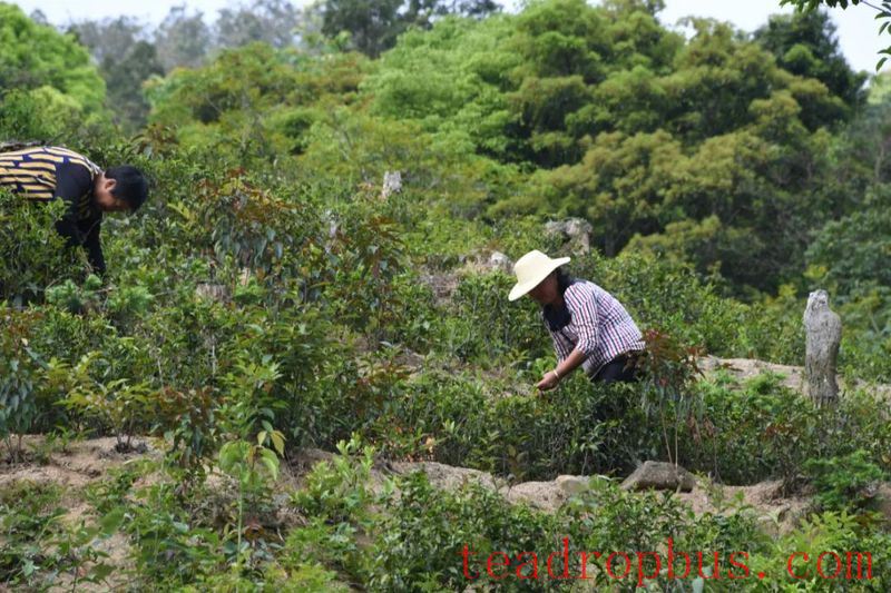 Green Tea Making Skills (Bai Shui Chi Fried Tea Making Skills)-1
