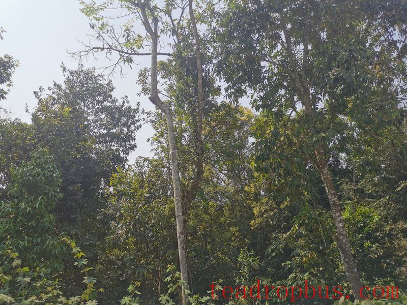 Where is Yi Wu Doyi Tree Located?-1