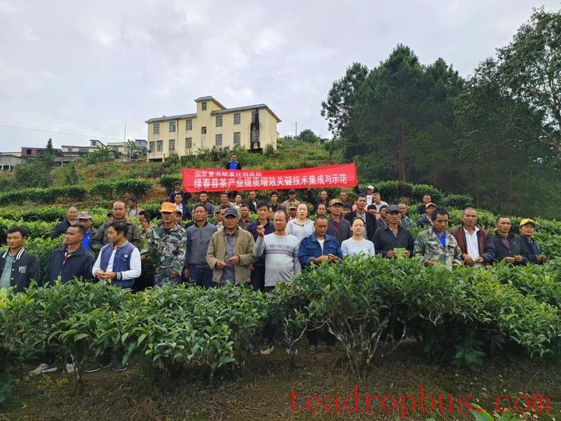 Lvchun County Conducts 2025 Autumn and Winter Tea Garden Technical Management Training-1