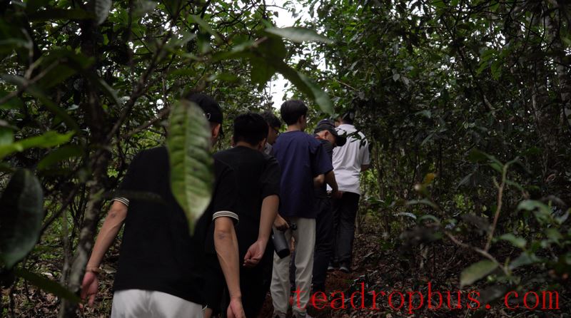 Mengla Tea · Tribute Tea Taste: Follow Influencers on a Tour of Ancient Tea Mountains, Savoring the Flavor of Mengla Tribute Tea-1