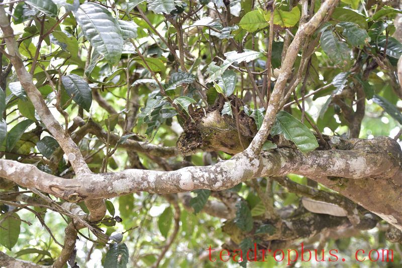 Lao Wushan and Kunlushan: One is a Heavenly Paradise, the Other is a Royal Tribute Tea-2