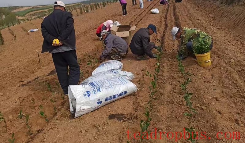 Key Technologies for Winter Protection and Management of Tea Gardens in Rizhao City-1