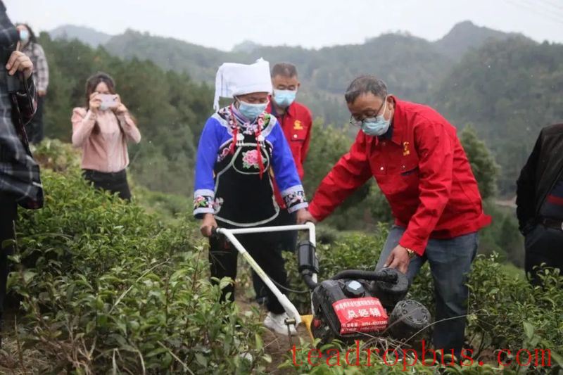 Winter Management Highlights: Tea Gardens Engaged in Autumn-Winter Management Training-10