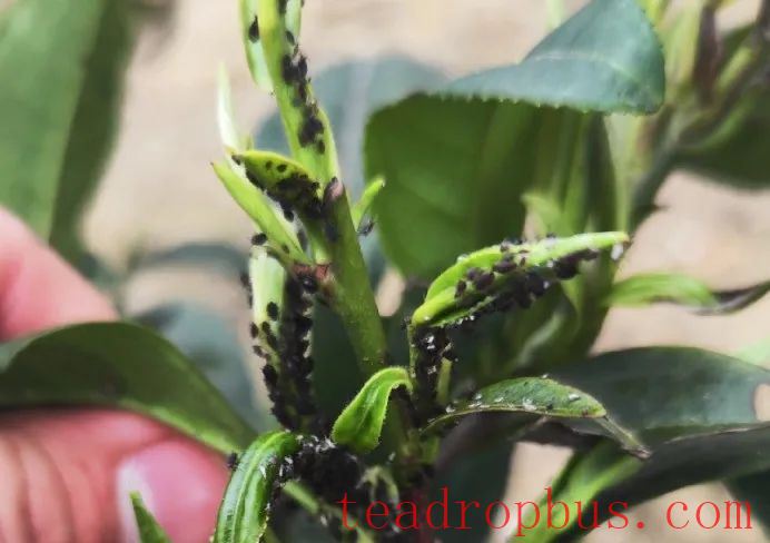 Technical Guidance: How to Control Tea Aphids in the Tea Garden?-1