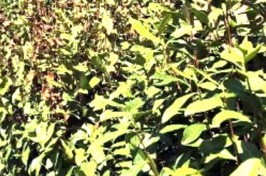 Unbearable Heat: Emergency Measures for Drought in Tea Gardens!-1