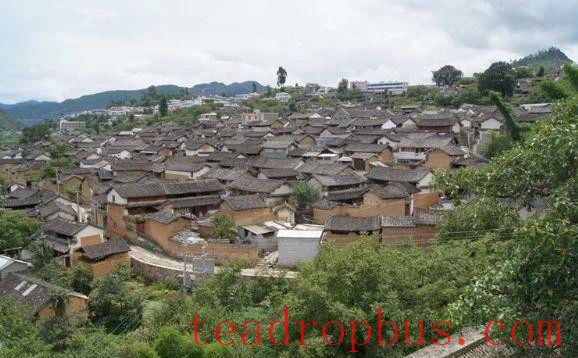 In Search of Ancient Tea Trees-1