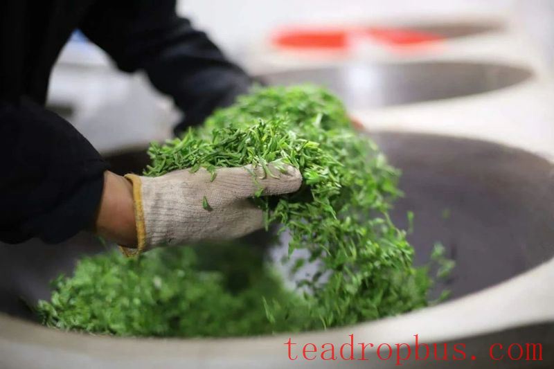 Everyone Says White Tea Is Good, But What Exactly Is So Great About White Tea?-6